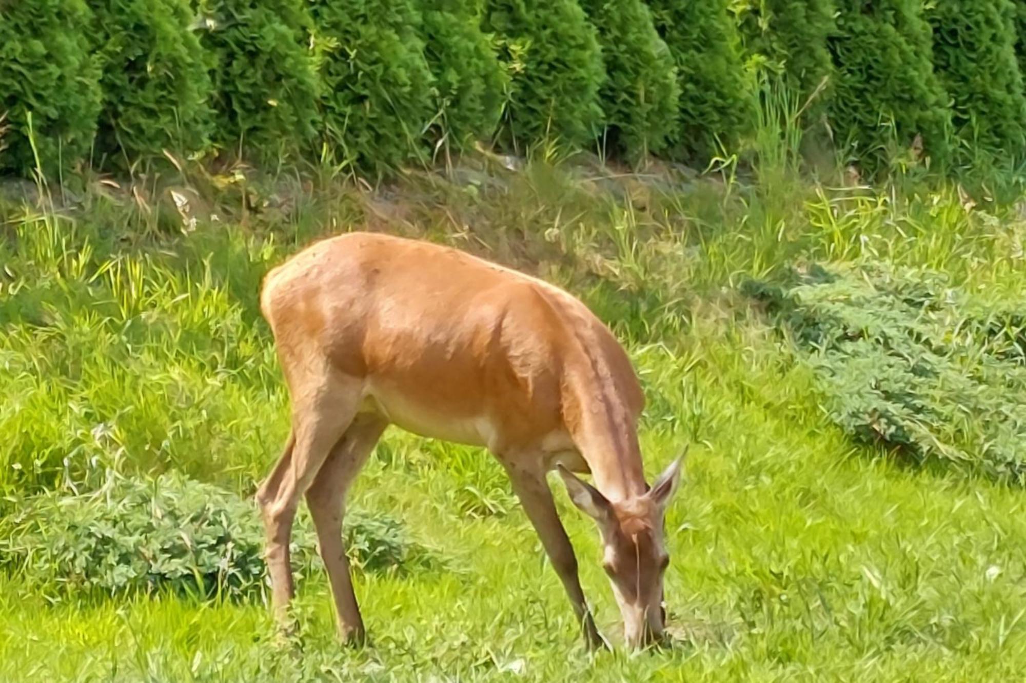 Domek Pod Holica 2 Bieszczady Ustrzyki Dolne Luaran gambar